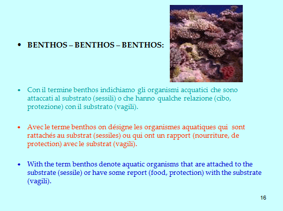 PROGETTO COMENIUS